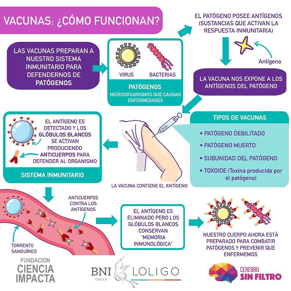 Infografía sobre el funcionamiento de las vacunas humanas y cómo generan memoria inmunológica en el organismo luego de la inoculación