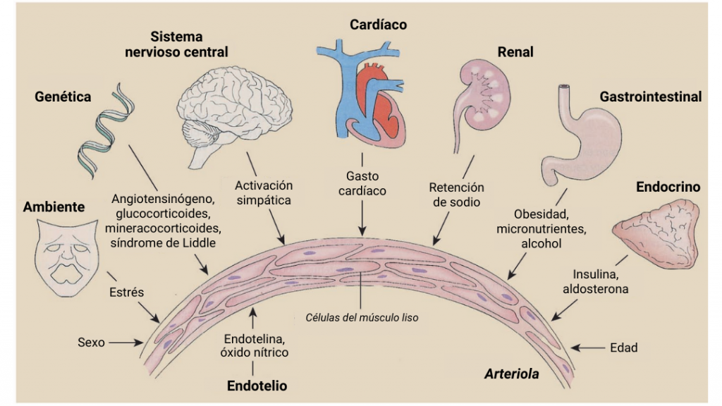 Esquema sobre fisiopatología de la hipertensión arterial primaria - blog CENDHY