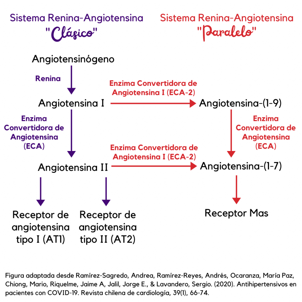 Vías paralelas del sistema renina-angiotensina.