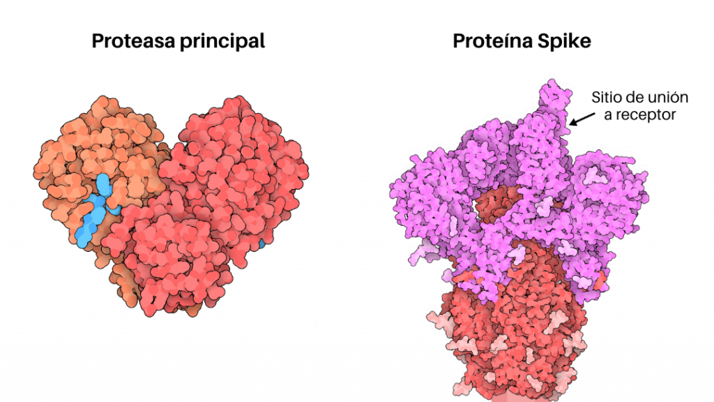 Proteasa principal y Spike de SARS-CoV-2