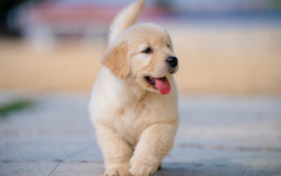 Día Mundial del Perro: claves para promover su bienestar integral
