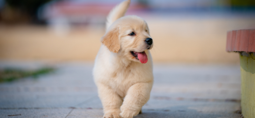 Día Mundial del Perro: claves para promover su bienestar integral